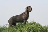 DOGUE ALLEMAND 484